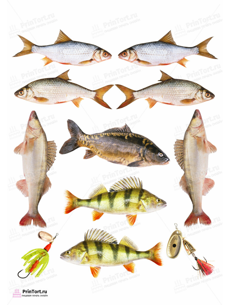 Сахарная и вафельная Картинка для торта «Рыбак» — PT102099 | Пищевая печать на торте, сахарной, вафельной бумаге -> PrinTort.ru