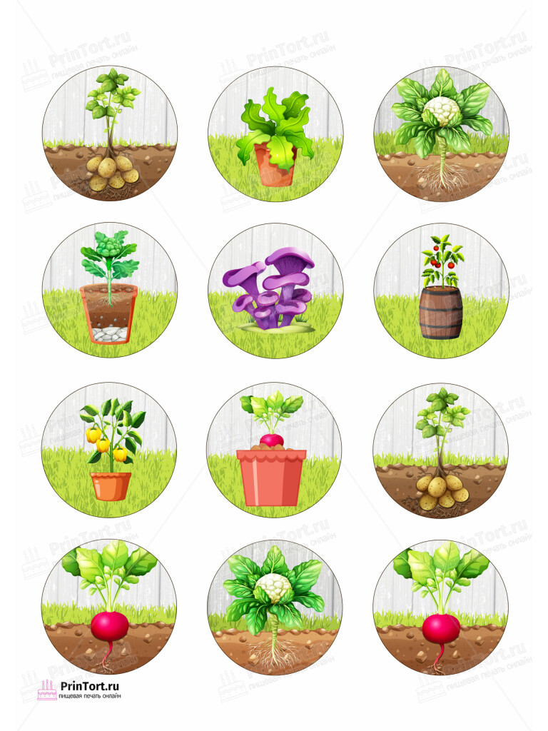 Сахарная и вафельная Картинка для капкейков  «Огород» — PT103092 | Пищевая печать на торте, сахарной, вафельной бумаге -> PrinTort.ru